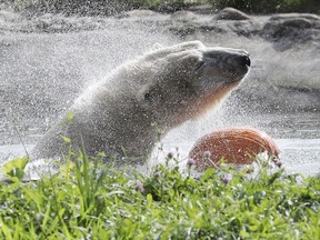 A polar bear shakes off as she holds a pumpkin at the Detroit Zoo, Wednesday, Oct. 10, 2018, in Royal Oak, Mich.