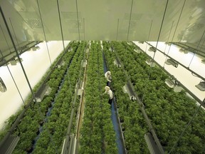 Staff work in a marijuana grow room that can be viewed by at the new visitors centre at Canopy Growths Tweed facility in Smiths Falls, Ont., on Thursday, Aug. 23, 2018.