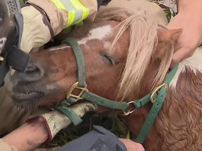 (AP video screenshot via Click2Houston)