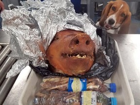 In this Oct. 11, 2018 photo provided by the U.S. Customs and Border Protection, CBP Agriculture Detector K-9 named Hardy looks at a roasted pig's head at Atlanta's Hartsfield-Jackson International Airport. (U.S. Customs and Border Protection via AP)