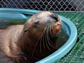A male sea lion suffering from gunshot wounds to the head is shown in this recent handout photo. The animal was euthanized after vets determined he wasn't responding to treatment.
