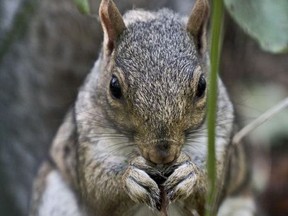 In this Sept. 14, 2012 file photo, a squirrel nibbles on plant life in New York City's Central Park.