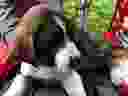 A St. Bernard-cross puppy is seen in this undated handout photo. 