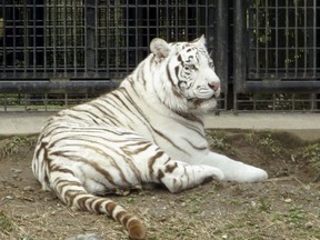 In this undated photo, White tiger Riku sits in a cage at Hirakawa Zoological Park in Kagoshima, southern Japan. Japanese police are investigating the death of a zoo keeper apparently after being mauled by the white tiger at the animal park. Local police said the 40-year-old Akira Furusho was found bleeding from his neck and collapsed Monday, Oct. 8, 2018, evening inside a tiger cage at the zoo.  Zoo officials said they believe Furusho was attacked while trying to move the male tiger from its exhibition cage to its night-time cage. (Hirakawa Zoological Park/Kyodo News via AP)