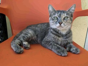 In this photo taken Oct. 14, 2018 and provided by the Jacksonville Humane Society, a cat destined for Delaware sits at the Jacksonville Humane Society in Jacksonville, Fla. (Jacksonville Humane Society via AP)