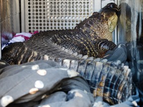 A 6-foot-long, 150-pound alligator is seen Wednesday, Nov. 7, 2018. The alligator, named Catfish, was found in a hot tub by a landlord evicting a tenant in Kansas City, Mo. (Tammy Ljungblad/The Kansas City Star via AP)