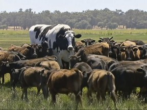 in Lake Preston, Australia.  A enormous steer in the state of Western Australia has avoided the abattoirs by being too big.  The 194 centimeters-tall bovine, dubbed "Knickers", is believed to be the tallest in the country and weighs about 1.4 tons, local media reported.  (Channel 7's Today Tonight via AP)
