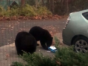 Bears eat chocolate bars after breaking into a car in Asheville, N.C. (Video screen grab)