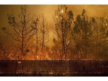 Flames climb trees as the Camp Fire tears through Paradise, Calif., on Thursday, Nov. 8, 2018.