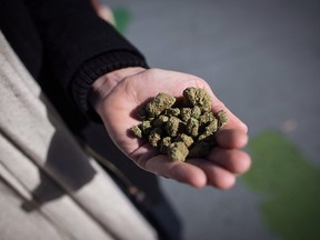 A man holds a handful of dried marijuana on the day recreational cannabis became legal, in Vancouver, on Wednesday, October 17, 2018. (THE CANADIAN PRESS/Darryl Dyck)