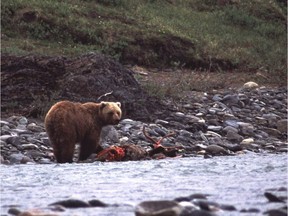 File photo of a grizzly bear seen in Ivvavik National Park in Yukon. A grizzly bear is suspected in an attack that killed a woman and ten-month-old child Nov. 26, 2018.