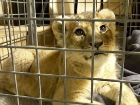 This photo provided Wednesday Nov.14, 2018 by Fondation 30 Millions d'Amis (30 Million Friends Foundation)  shows a lion cub found by police in a Lamborghini on Paris' famed Champs-Elysees avenue, Monday, Nov. 12, 2018 in Paris. Paris police officers found a lion cub in a Lamborghini during a traffic stop on the city's famed Champs-Elysees. The cub, named Putin but known as Dadou, is less than two months old, according to the French animal protection agency now caring for it. (Fondation 30 Millions d'Amis via AP) ORG XMIT: PAR101