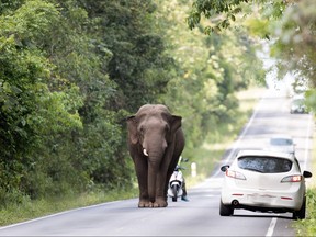 In this undated file photo, an adolescent elephant walks along the road as park staff on a motorcycle tried to herd it into the forest in Khao Yai National Park, Thailand. (iStock/Getty Images Plus)