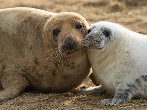 A grey seal pup and its mother lay on the beach near the Lincolnshire Wildlife Trust's Donna Nook nature reserve on December 5, 2016 in Louth, England. (Dan Kitwood/Getty Images)