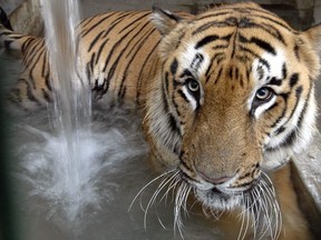 FILE- In this May 5, 2009 file photo, a tiger cools off at its enclosure at the zoo in Ahmadabad, India. Villagers in northern India have crushed a tiger to death with a tractor after it killed a man, despite the tiger living in a wildlife reserve, officials said Monday.