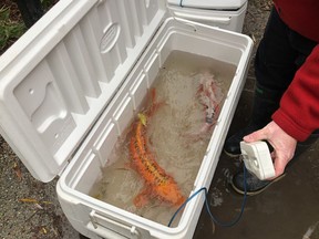 The last two remaining koi and hundreds of juvenile carp have been removed from a classical Chinese garden in downtown Vancouver in an effort to thwart a stealthy river otter that has devoured 10 other ornamental fish.