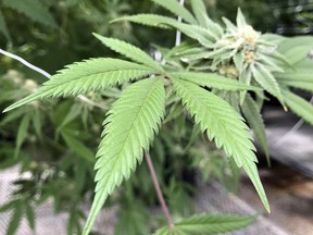 This April 6, 2018 file photo shows the leaves of a marijuana plant inside Ultra Health's cultivation greenhouse in Bernalillo, N.M. (AP Photo/Susan Montoya Bryan, File)