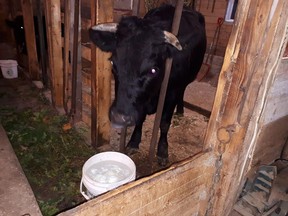 A cow named "Coco" is seen in this undated handout photo. A Newfoundland farmer is on the lookout for an escaped cow who hopped his farm's fence last Thursday.