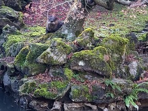 An otter that wandered into a tranquil garden in Vancouver's Chinatown has been feasting on expensive fish in a pond but a park official hopes it will sniff out some raw chicken in a trap. (THE CANADIAN PRESS/HO-Sadie Brown)