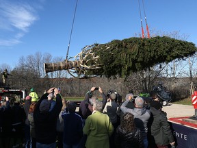 The Rockefeller Center Christmas tree is hoisted by crane to a flatbed truck, Thursday, Nov. 5, 2018 in Wallkill, N.Y. (Patrick Oehler/Poughkeepsie Journal via AP)