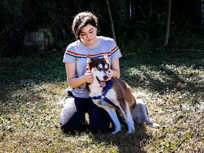 In this Wednesday, Nov. 21, 2018 photo, Rose Verrill, 13, rubs the head of a brown and white Husky named Sinatra at her home in Seffner, Fla.