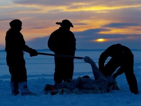 Inuit hunters, left to right, Meeka Mike, Lew Philip and Joshua Kango skin a polar bear on the ice as the sun sets during the traditional hunt on Frobisher Bay near Tonglait, Nunavut on February 2, 2003. There are too many polar bears in parts of Nunavut and climate change hasn't yet affected any of them, says a draft management plan from the territorial government that contradicts much of conventional scientific thinking. The proposed plan -- which is to go to public hearings in Iqaluit on Tuesday -- says that growing bear numbers are increasingly jeopardizing public safety and it's time Inuit knowledge drove management policy.