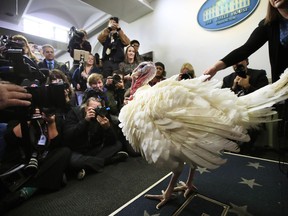 A live turkey is brought into the James S. Brady Press Briefing Room before the media at the White House, Tuesday, Nov. 20, 2018.
