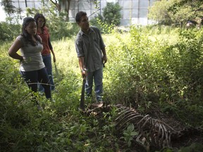 In this Oct 26, 2018 photo, Rafael Toro, a student at Venezuela's top veterinary school points with a machete the skeleton of a horse called Miss Congeniality, as he is accompanied by others students, in the corner pasture of the sprawling campus at the Central University of Venezuela in Maracay, Venezuela.