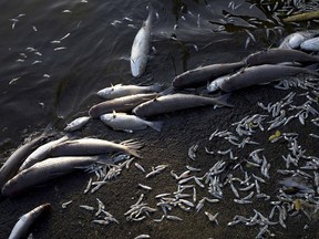 Dead fish float on the edge of the Rodrigo de Freitas lagoon in Rio de Janeiro, Brazil, Friday, Dec. 21, 2018. (AP Photo/Silvia Izquierdo)