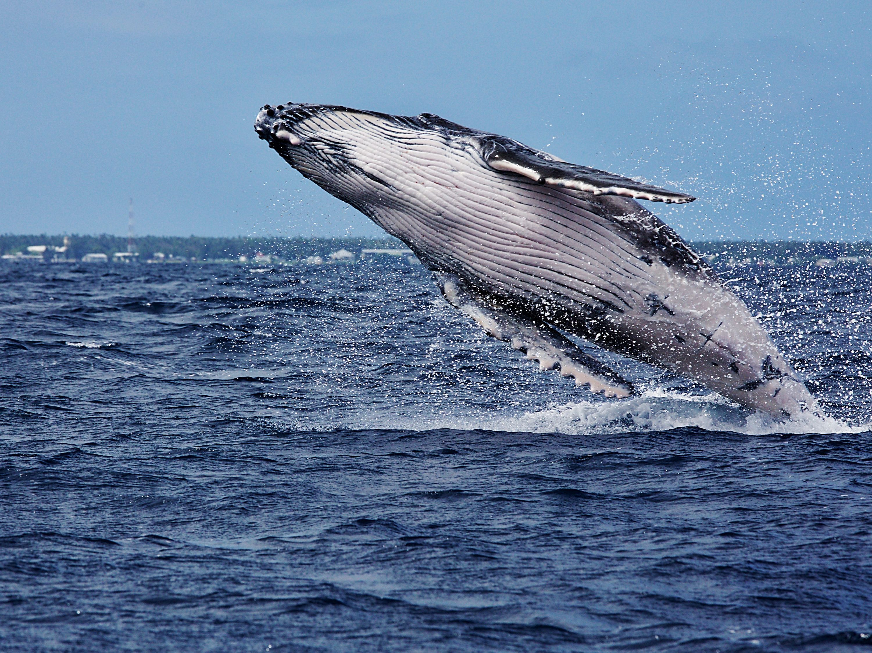 How Earwax Proves Were Stressing Out Whales Toronto Sun 