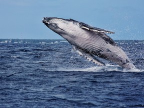 A humpback whale is seen breaching in the waters of Tonga in this undated file photo. (Getty Images)