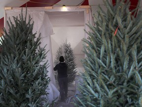 Marcus Gomez uses a spray gun to cover a Christmas tree with a white flock coating at a Holiday Sale Christmas Tree lot on November 29, 2018 in Miami, Florida. (Joe Raedle/Getty Images)