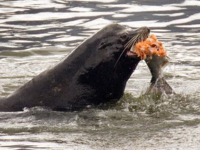 In this April 24, 2008 file photo, a sea lion eats a salmon in the Columbia River near Bonneville Dam in North Bonneville, Wash. (AP Photo/Don Ryan, File)