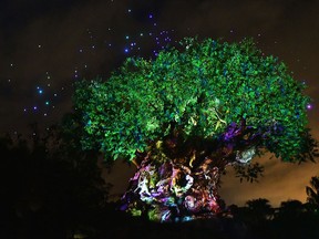 General views the Pandora The World Of Avatar Dedication at the Disney Animal Kingdom on May 23, 2017 in Orlando. (Gustavo Caballero/Getty Images)