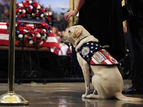 Sully, former President George H.W. Bush's service dog, pays his respect to President Bush as he lie in state at the U.S. Capitol in Washington, Tuesday, Dec. 4, 2018.