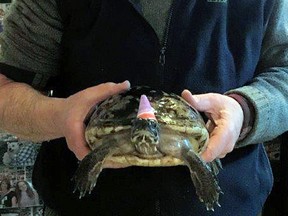 In this Dec. 1, 2018, photo provided by Brad Tonner, Diane the Turtle, wearing a party hat, celebrates her 50th birthday with her owner, Jim Tonner, at a gift shop he and his brother Brad run in Bristol, N.H. (Brad Tonner via AP)