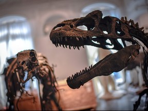 A Camptosaurus (L) and an Allosaurus skeletons are displayed on November 13, 2018 at the Artcurial auction house in Paris. (STEPHANE DE SAKUTIN/AFP/Getty Images)