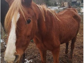 An emaciated horse is seen at a property in Norfolk County, Ont. on Friday, November 30, 2018 in this handout photo. A rural Ontario community is fighting to help two emaciated horses that they say have been neglected by both the owners and the province's animal welfare agency. The two animals are located at a property in Norfolk County, Ont., about 90 kilometres southwest of Hamilton.