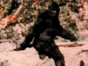 1967 frame from film of Sasquatch (bigfoot) from internet. Makeup man John Chambers is claimed to have faked the film in article in Sunday Telegraph Oct 19, 1997