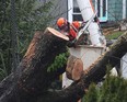 Just 12,000 Vancouver Island and Southern Gulf Islands customers remain without power on Christmas Day following Thursday's windstorm that battered the B.C. South Coast. Crews are pictured in this photo from Dec. 23, 2018 still working on clearing streets following the windstorm.