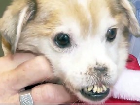 Sniffles the noseless dog, as seen on video by WESH.