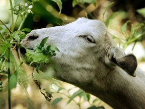 In this Aug. 16, 2005, file photo, a goat from a ranch in southern Oregon chews on low-hanging foliage in Sycamore Canyon Park in the hills above Claremont, Calif. The threat of catastrophic wildfires has driven a Northern California town to launch a "Goat Fund Me" campaign to bring herds of goats to city-owned land to help clear brush.  Nevada City in the Sierra Nevada began the online crowdsourcing campaign December 2018,  with the goal of raising $30,000 for the project.  (AP Photo/Reed Saxon, File) ORG XMIT: LA612