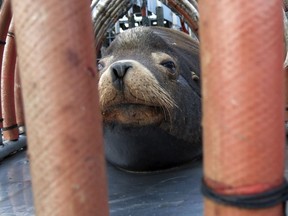 In this March 14, 2018, file photo, a California sea lion peers out from a restraint nicknamed "The Squeeze" near Oregon City, Ore.