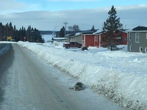 A seal is shown on a road in Roddickton, N.L. in a handout photo.