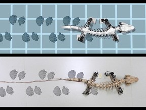 This image from video provided by John Nyakatura in January 2019 shows computer-generated and robotic simulations of an Orobates Pabsti dinosaur's footprints while walking. (John Nyakatura/Humboldt University via AP)