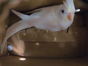 A rescued cockatiel is pictured in a video posted by the San Diego Humane Society. (San Diego Humane Society/YouTube)