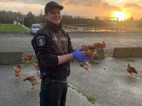 A firefighter holds a chicken in a handout photo provided by the North Saanich Fire Department. (THE CANADIAN PRESS/HO-North Saanich Fire Department)