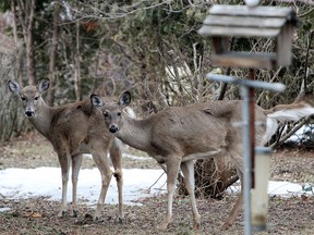 (Postmedia file photo)