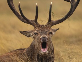File photo of a stag.