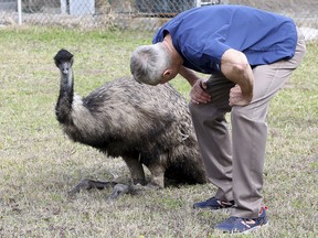 In this Tuesday, Jan. 22, 2019, photo Dr. Richard Henderson, a veterinarian with Galveston Veterinary Clinic, checks over one of two emus caught by animal control officers at Parker Elementary School in Galveston, Texas. (Jennifer Reynolds/The Galveston County Daily News via AP)